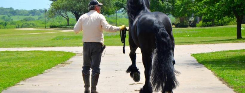 Black Star Sport Horses Events