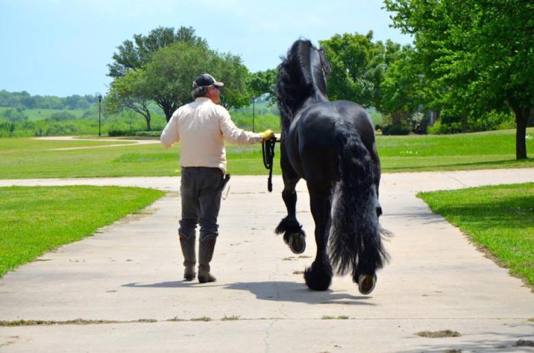 Black Star Sport Horses Events