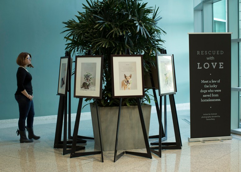 Artists for Animals Art Exhibit