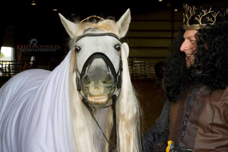 Black Star Sport Horses 